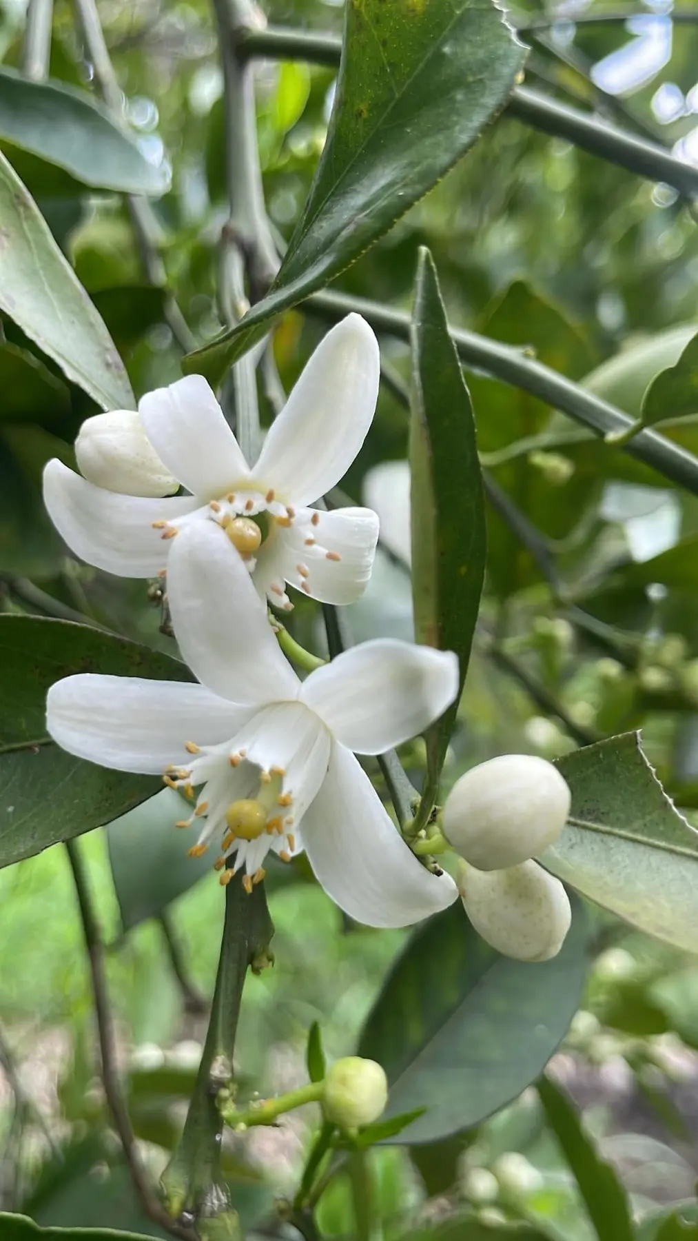 Flor blanca de vainilla