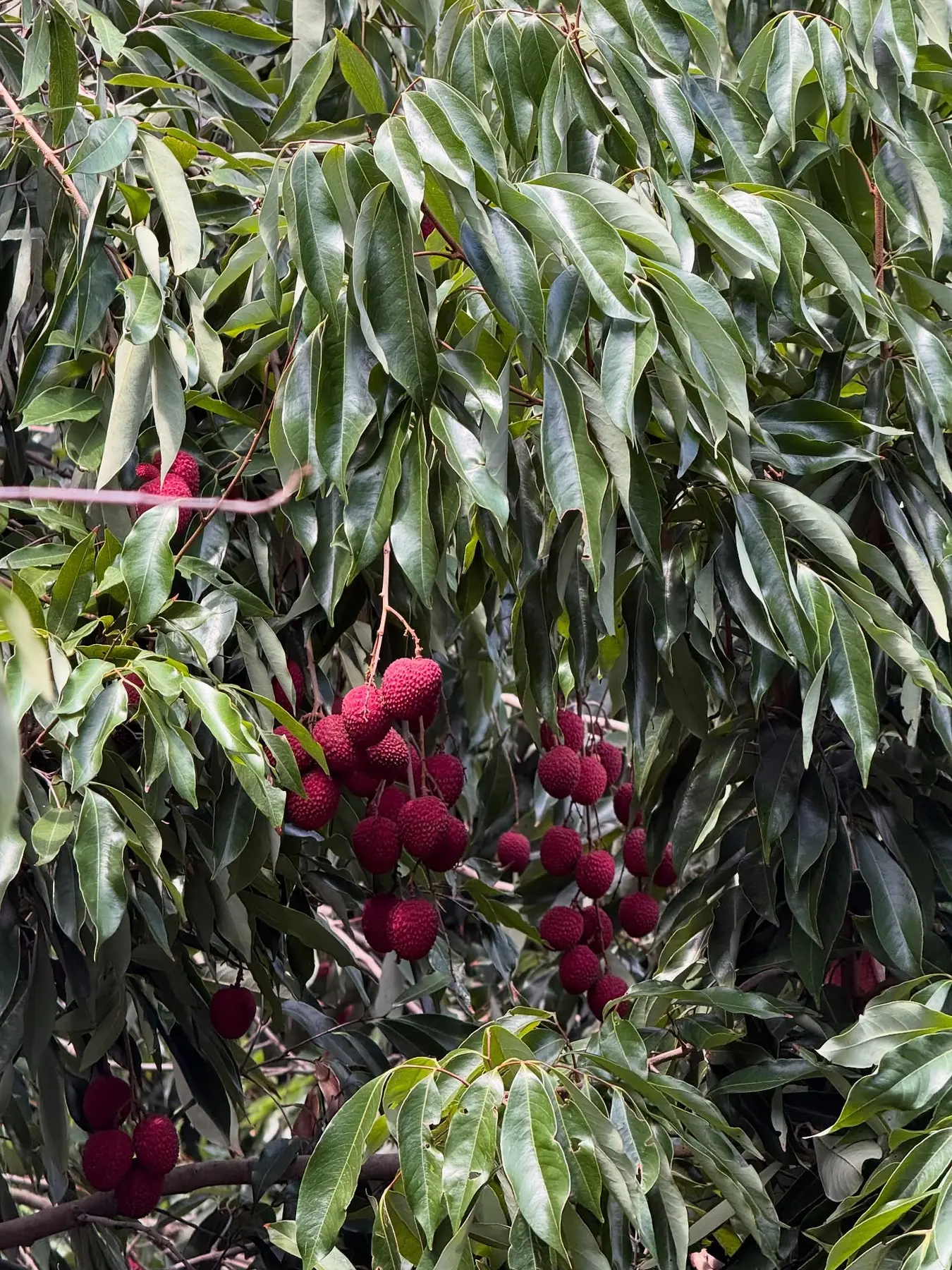 Racimos de litchi en árbol en una huerta de Coyutla