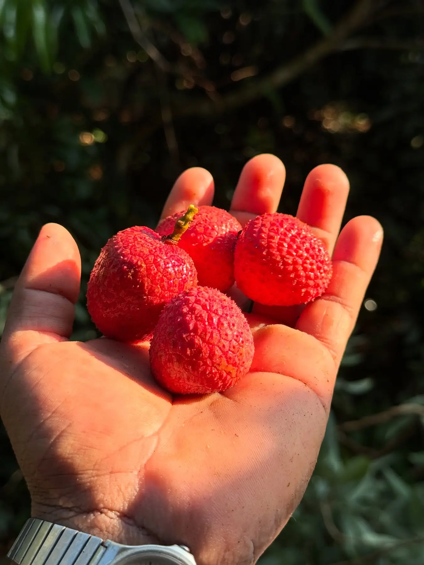 Litchi fresco recién cosechado