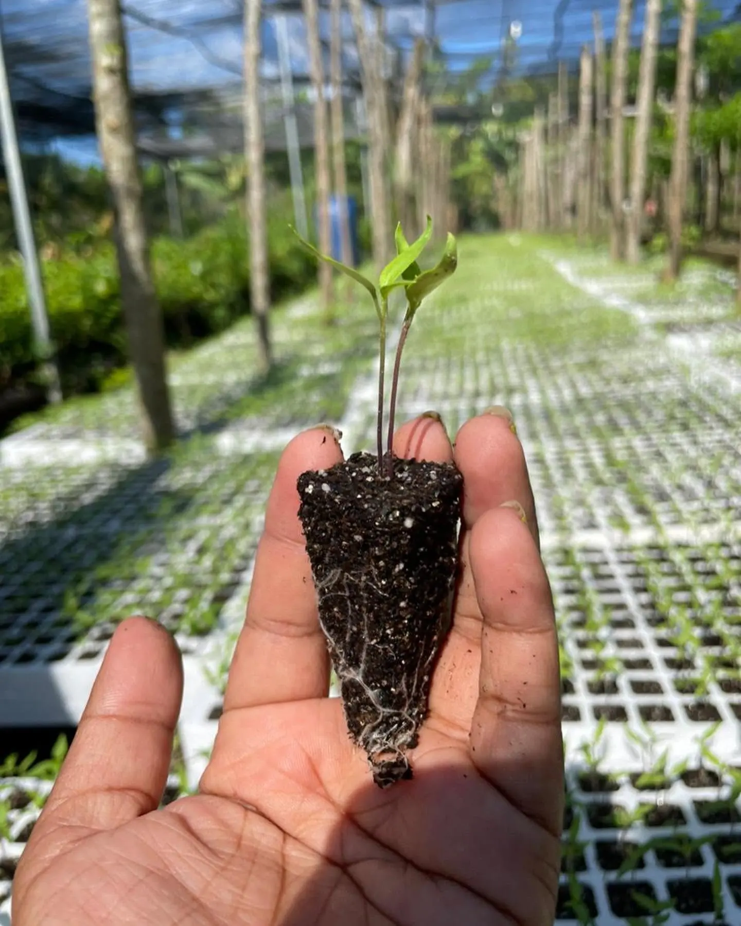 Plántula lista para trasplante