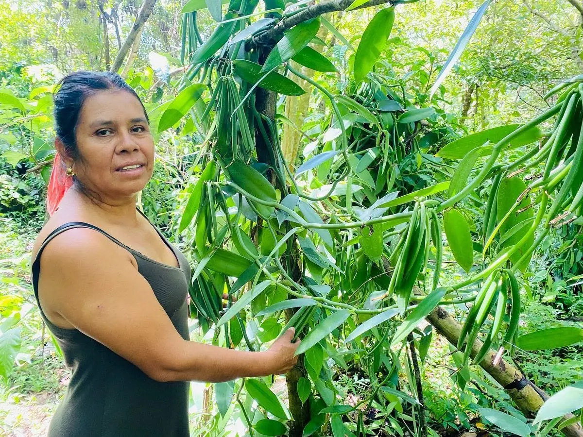 Productora de Salazares revisando vainilla