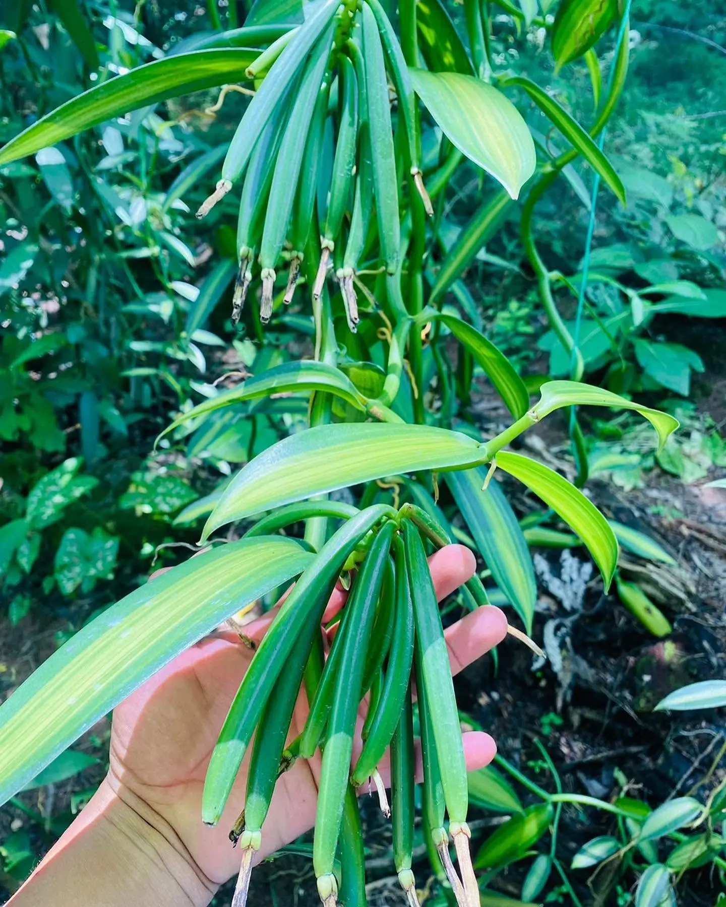 Racimo de vainilla verde en cultivo