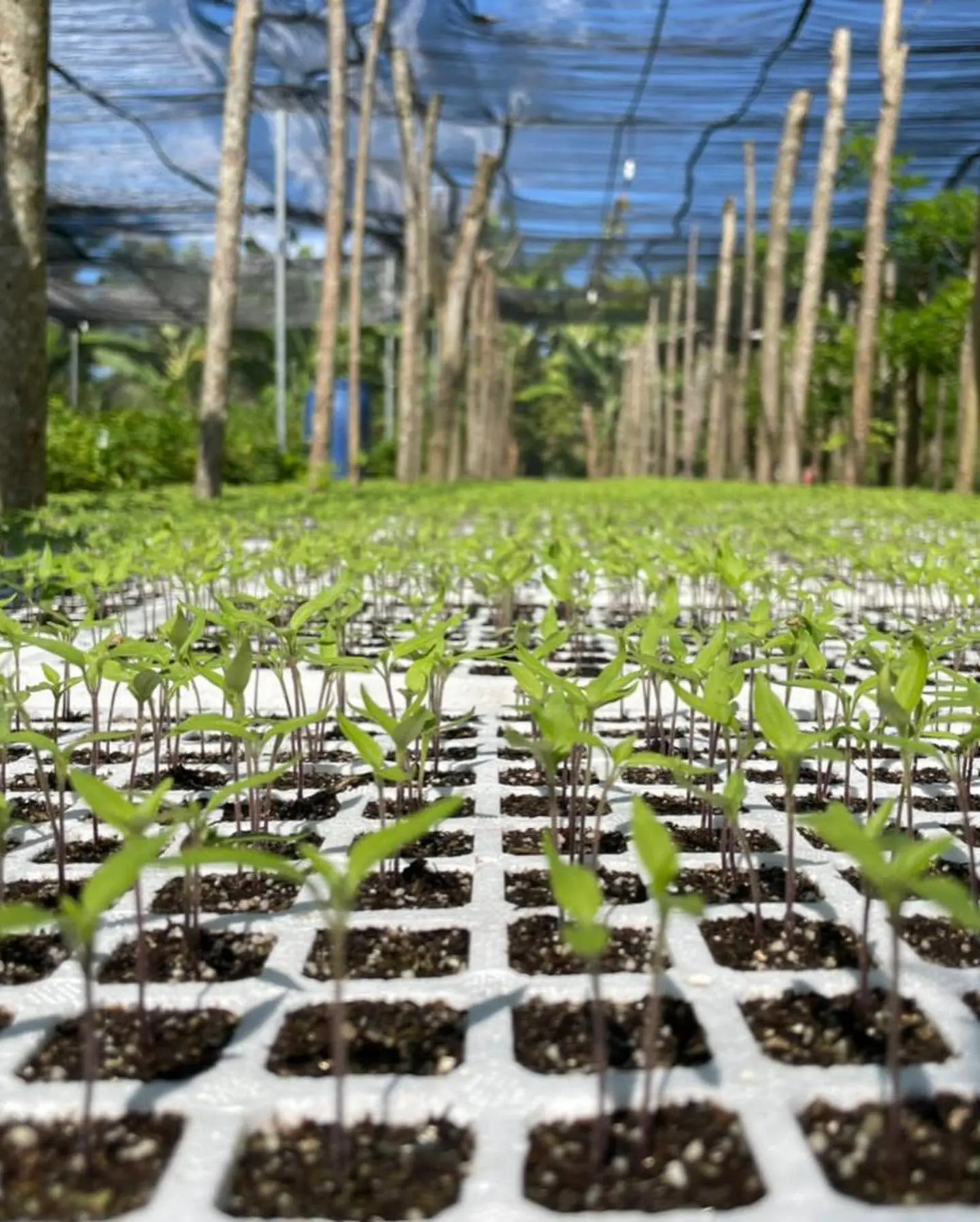 Vivero de plántulas en Coyutla